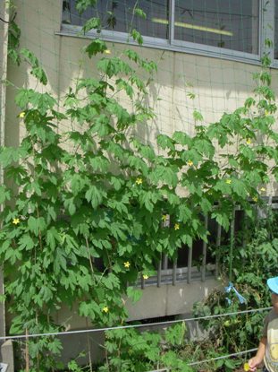 江南幼稚園緑のカーテン