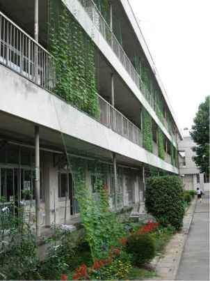 熊谷東中学校緑のカーテン