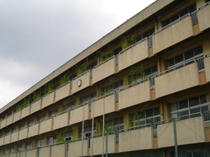 玉井中学校緑のカーテン