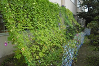 石原小学校の緑のカーテン