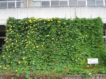 成田小学校の緑のカーテン