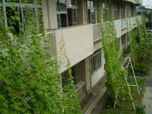 玉井小学校の緑のカーテン