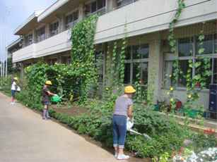 熊谷南小学校の緑のカーテン