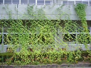 吉岡小学校の緑のカーテン