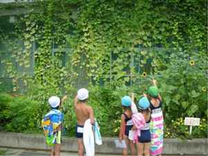 奈良小学校の緑のカーテン