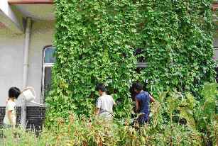 太田小学校緑のカーテン