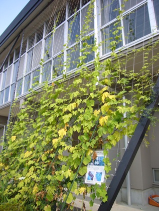 奈良中学校緑のカーテン