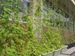 妻沼東中学校の緑のカーテン