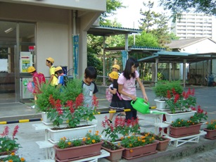 桜木小緑のカーテン