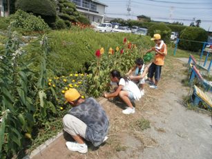 江南北小緑のカーテン