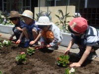 花を植える児童3