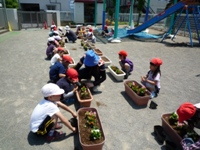 花を植える児童4