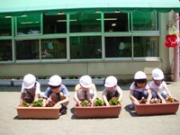 花を植える児童15