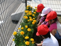 花を植える児童5