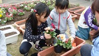 女の子が二人でピンクの花を植えようとしています