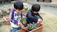 男の子が二人でシャベルを使い、花に土をかぶせてあげます