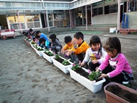 楽しそうにお話ししながらお花を植える子ども達