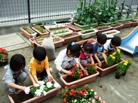 花を植える児童6