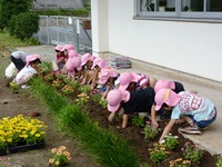 花を植える児童７