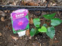 植栽したばかりの琉球アサガオ