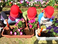 花を植える児童5