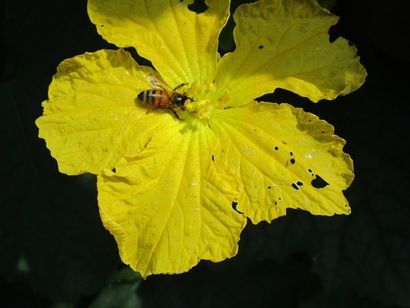 ヘチマの花です