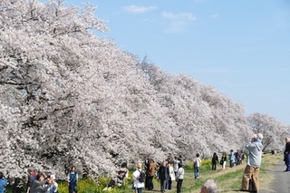 熊谷さくら祭が開催されました！