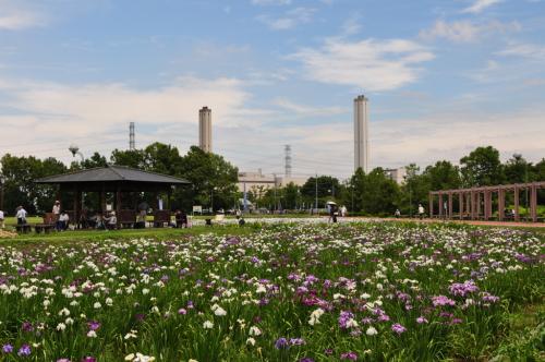 花菖蒲が咲き乱れる別府沼公園