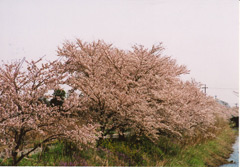備前渠の桜