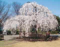 中央公園の写真2