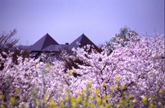 桜リバーサイドパーク写真2