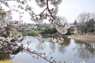 切れ所沼の桜