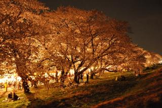 熊谷桜堤の夜桜