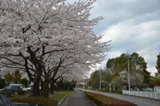 熊谷さくら運動公園