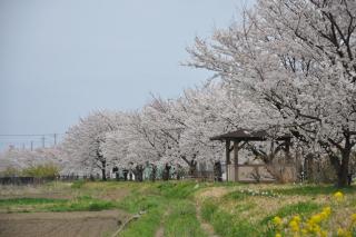 妻沼緑道の桜