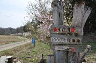 小江川千本桜