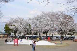 妻沼運動公園の桜