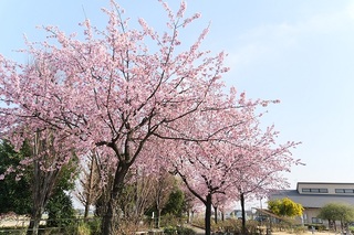 道の駅めぬまの桜