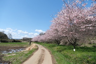 小江川1000桜