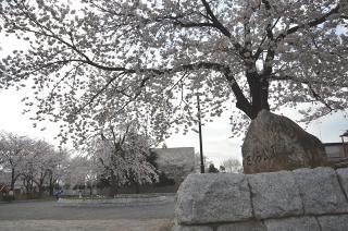 さくら公園