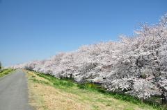 熊谷桜堤の写真1