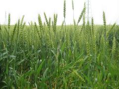 生育中の小麦の様子