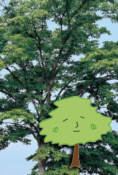 ケヤキの写真