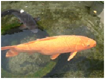 中庭の池に住む錦鯉「ベニ子」の写真