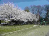 校庭の桜の様子