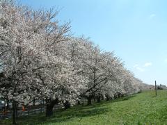 熊谷桜堤2