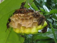 アシナガバチの写真1