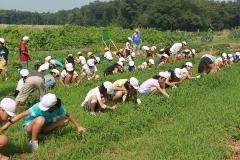 涼しいうちに全校児童で草取り(7月12日) 