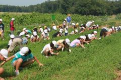 涼しいうちに全校児童で草取り(7月12日) 