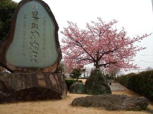 吟子桜です